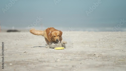 Cinematic shot of Golden Retriver chasing fresbee on the beach photo