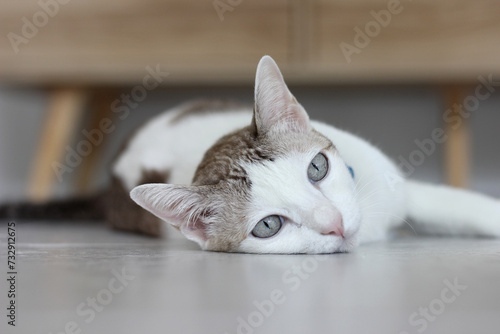 Fototapeta Naklejka Na Ścianę i Meble -  The cat lay on the floor in living room