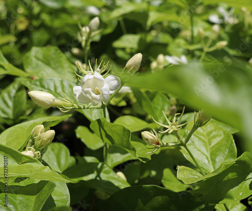 White mogra or arabian jasmine or Jasminum sambac flower buds climbing shrubs and vines