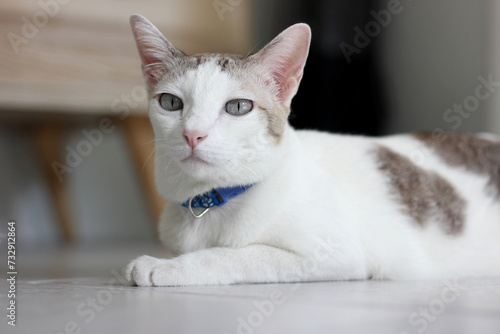 The cat lay on the floor in living room