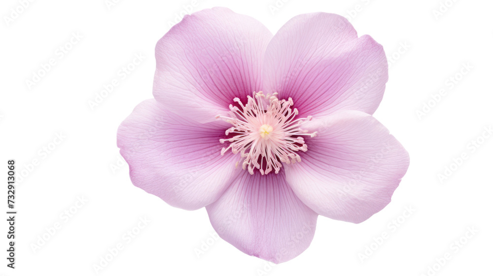Louise Odier flower isolated on a transparent background