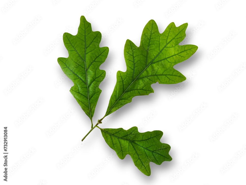 A branch with three green oak leaves isolated on transparent background. A branch with three green oak leaves isolated on transparent background.