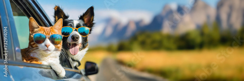 Funny portrait of cat and dog in sunglasses in the car on road trip. Panoramic banner, travel concept