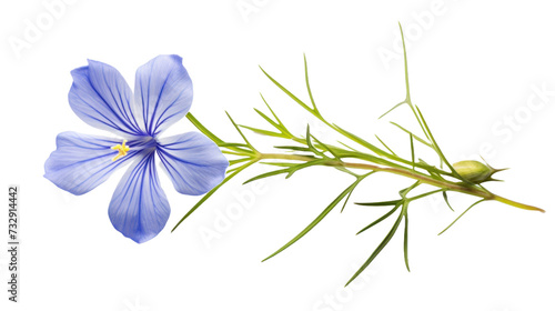 Perennial Flax flower isolated on a transparent background