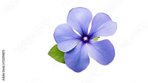 Periwinkle flower isolated on a transparent background