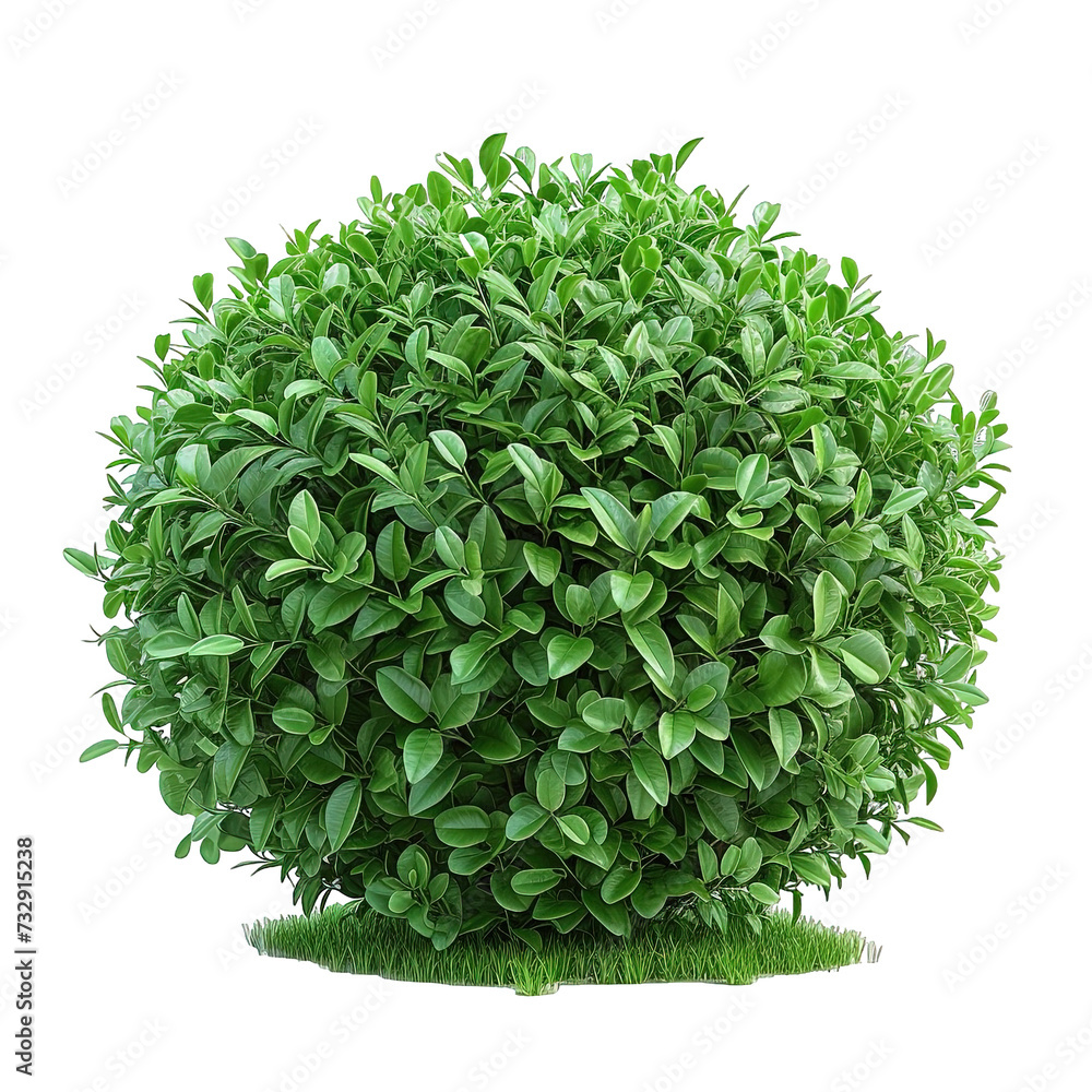 Fototapeta premium Bush Isolated