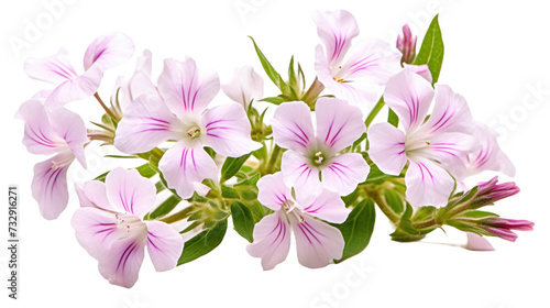 Rock Soapwort flower isolated on a transparent background