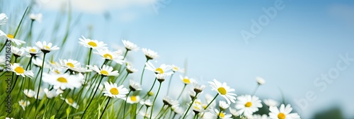 Green grass and small daisies, sky background, photography style