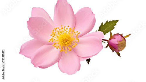 Rosa Woodsii flower isolated on a transparent background
