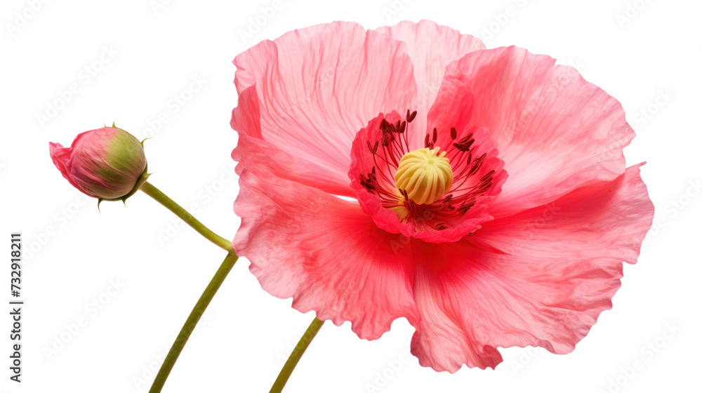 Shirley Poppy flower isolated on a transparent background