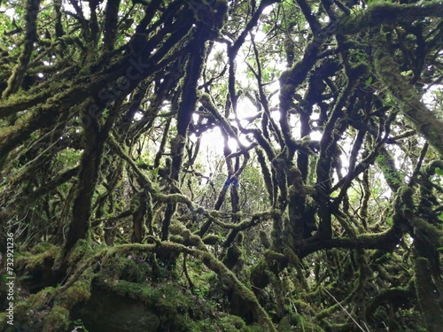 tree in the forest