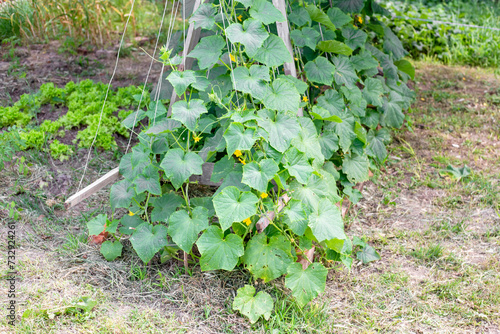 Cucumber bed. Cucumber vines are suspended on a trellis using threads. Growing vegetables. photo