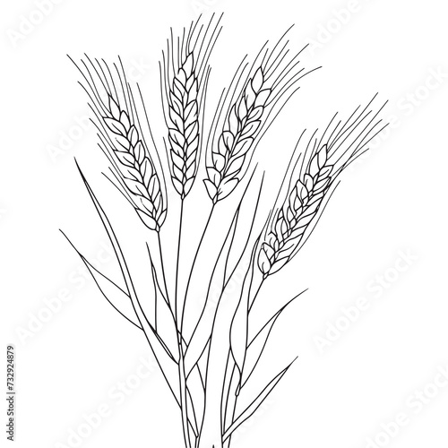 Elegant line drawing of summer wheat. Illustration for invites and cards