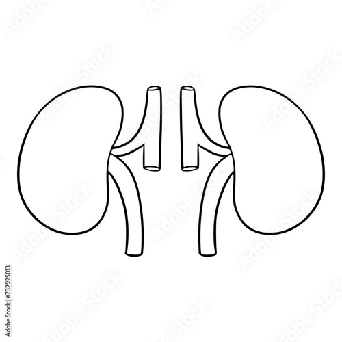 kidney organs illustration hand drawn outline isolated vector