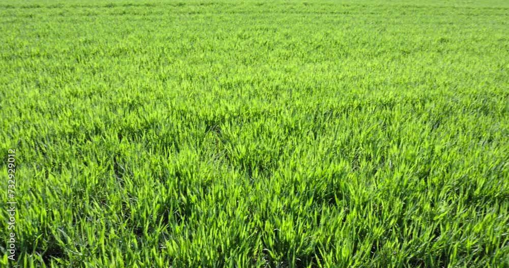 agricultural field with green wheat in the spring season, green young wheat in the spring season in sunny weather agricultural field with green wheat in the spring season, green young wheat in the spring season in sunny weather
