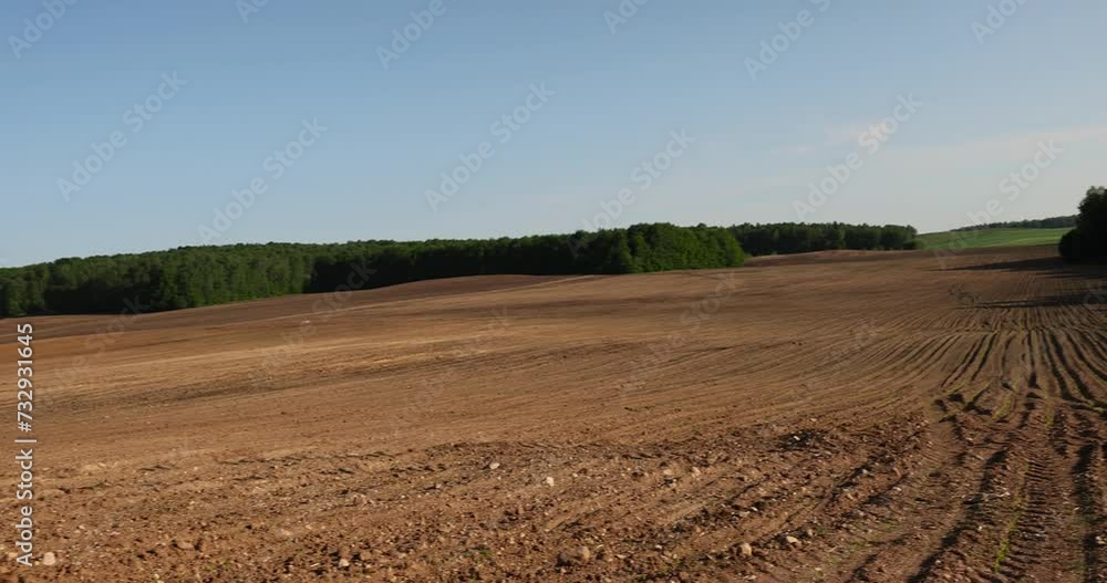 new corn sprouts in the field in spring, a growing monoculture of sweet corn in sunny weather new corn sprouts in the field in spring, a growing monoculture of sweet corn in sunny weather