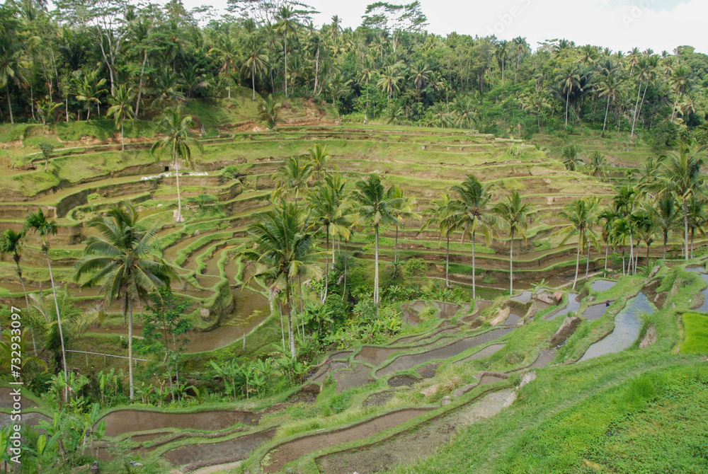 インドネシア、バリ島ウブドの棚田のある風景