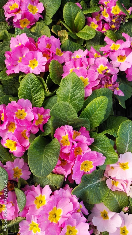 Naklejka premium pink water lilies