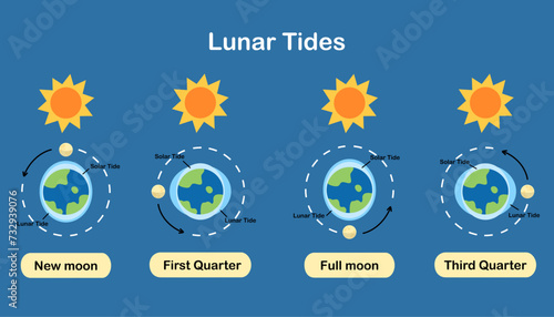 Cause of tides. Moon tides, Lunar tides. Earth’s tide cartoon. Astronomy science infographic, education, banner, background, diagram. Vector and illustration.
