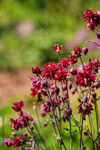 Aquilegia vulgaris, commonly known as the common columbine