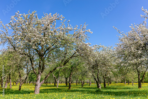 blooming apple trees in an old orchard on green meadow with yellow dandelions.