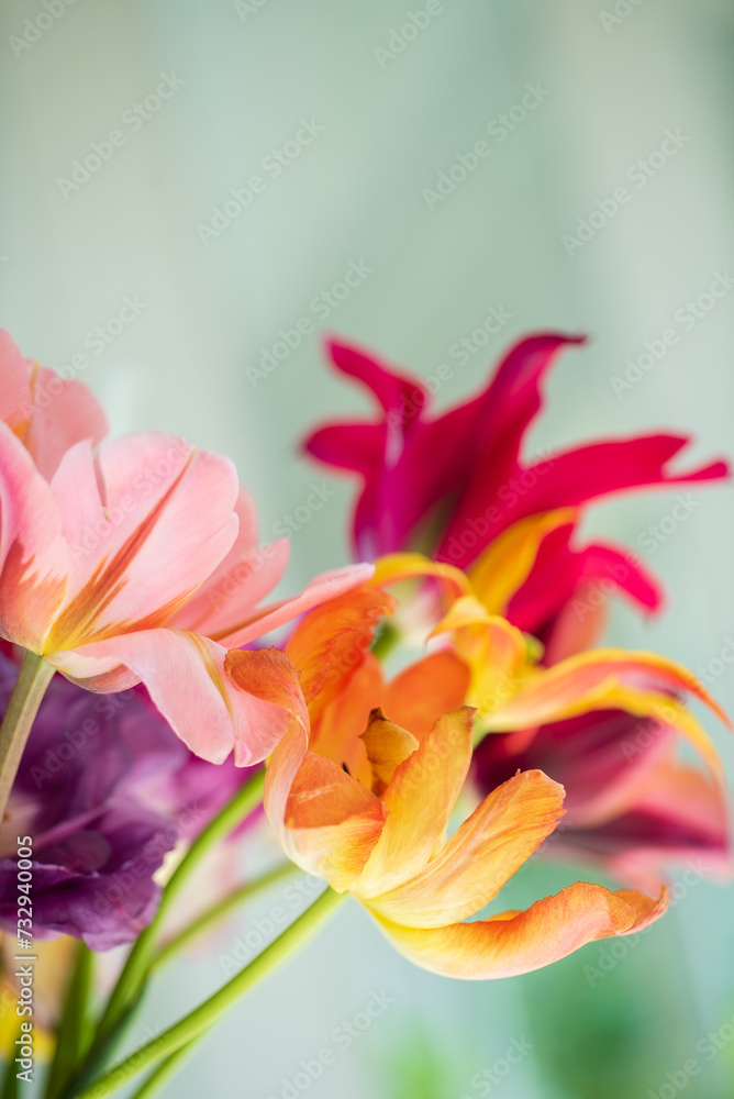 spring tulips in the vase spring tulips in the vase