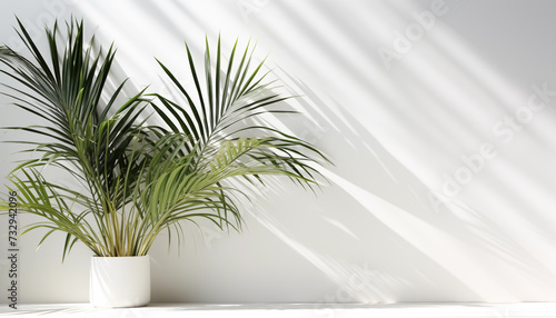 A Kentia Palm with its graceful fronds creating isolated, white background © Nadtochiy