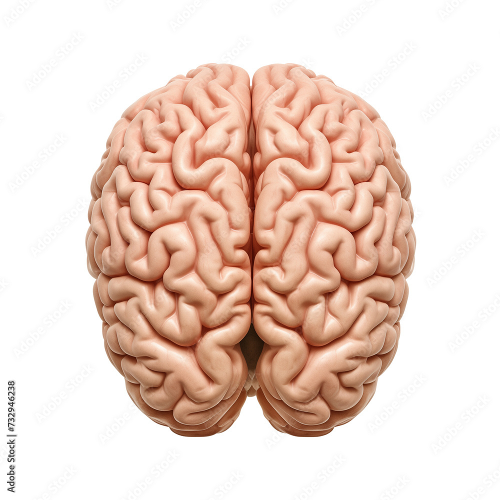 A realistic human brain on a white or transparent background. 3D Medically accurate brain lobe. PNG. Top view. A realistic human brain on a white or transparent background. 3D Medically accurate brain lobe. PNG. Top view.