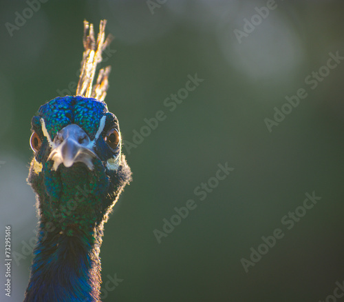 portrait of a peacock