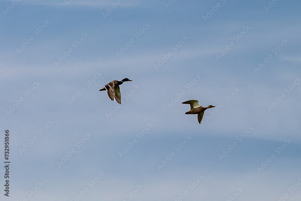 Two mallard ducks in flight with a blue sky overhead Two mallard ducks in flight with a blue sky overhead