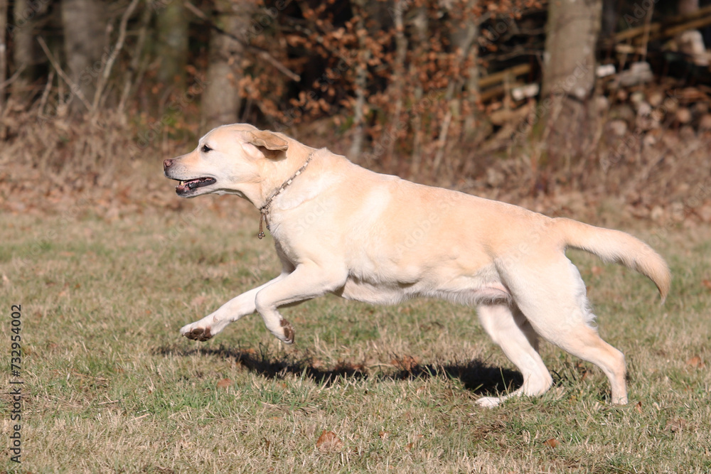 alter Labrador