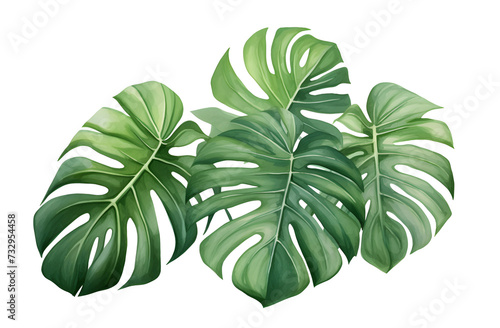 watercolor vector Set of tropical leaves. Variety. Ornamental plants. Banana leaves. Transparent background