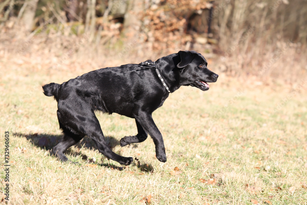 junger Labrador