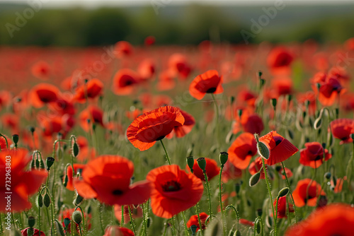 A field of poppies