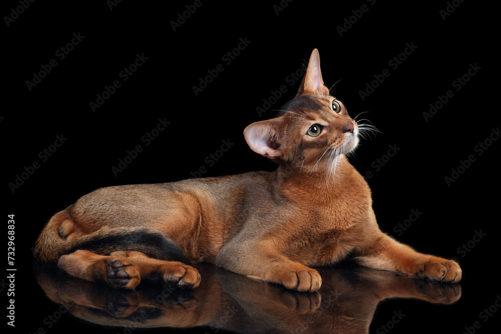 Beautiful young Abyssinian cat on a black background