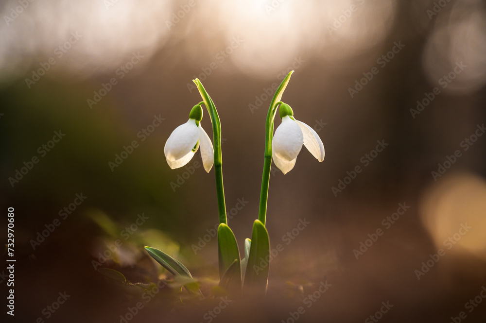 Snowdrops in sunny day. Spring flowers season