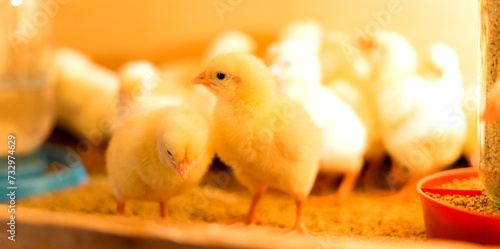 Bilde på lerret Broiler cross chickens in a brooder with a feeder and a drinking bowl