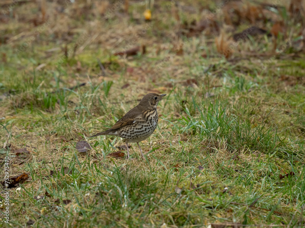 Singdrossel (Turdus philomelos) Singdrossel (Turdus philomelos)