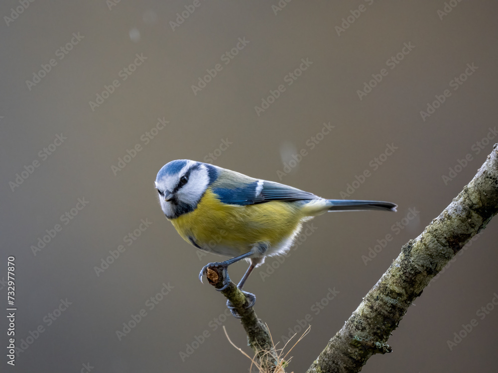 Obraz premium Blaumeise&nbsp;(Cyanistes caeruleu)