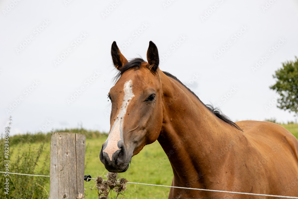 Horse in a field in the countryside