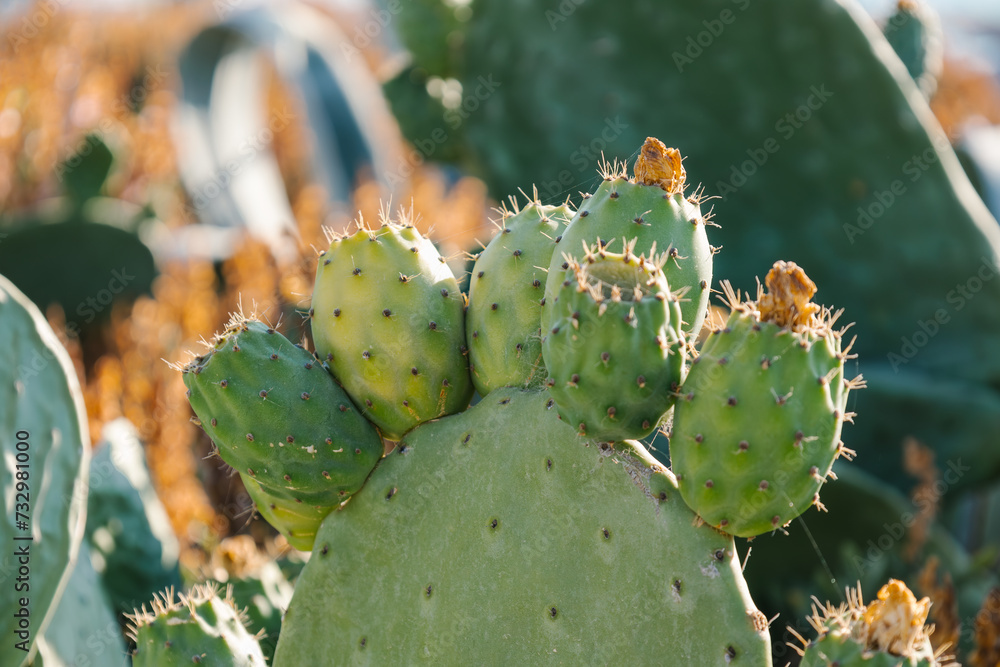 Green fruits of prickly pear cactus. Opuntia cactus with young shoots. Calm relaxing travel background with ficus indica. Indian fig opuntia, flat pads leaves. Seasonal wallpaper for design. Green fruits of prickly pear cactus. Opuntia cactus with young shoots. Calm relaxing travel background with ficus indica. Indian fig opuntia, flat pads leaves. Seasonal wallpaper for design.