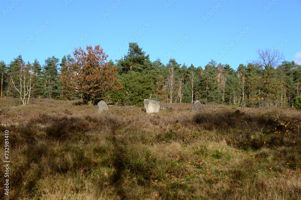Landscape in Autumn in the Heath Südheide, Lutterloh, Lower Saxony Landscape in Autumn in the Heath Südheide, Lutterloh, Lower Saxony