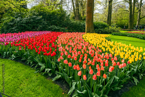 Flowers and tulip garden Keukenhof. Colorful blooming tulip fields and flower avenues, Netherlands, South Holland, Lisse. photo
