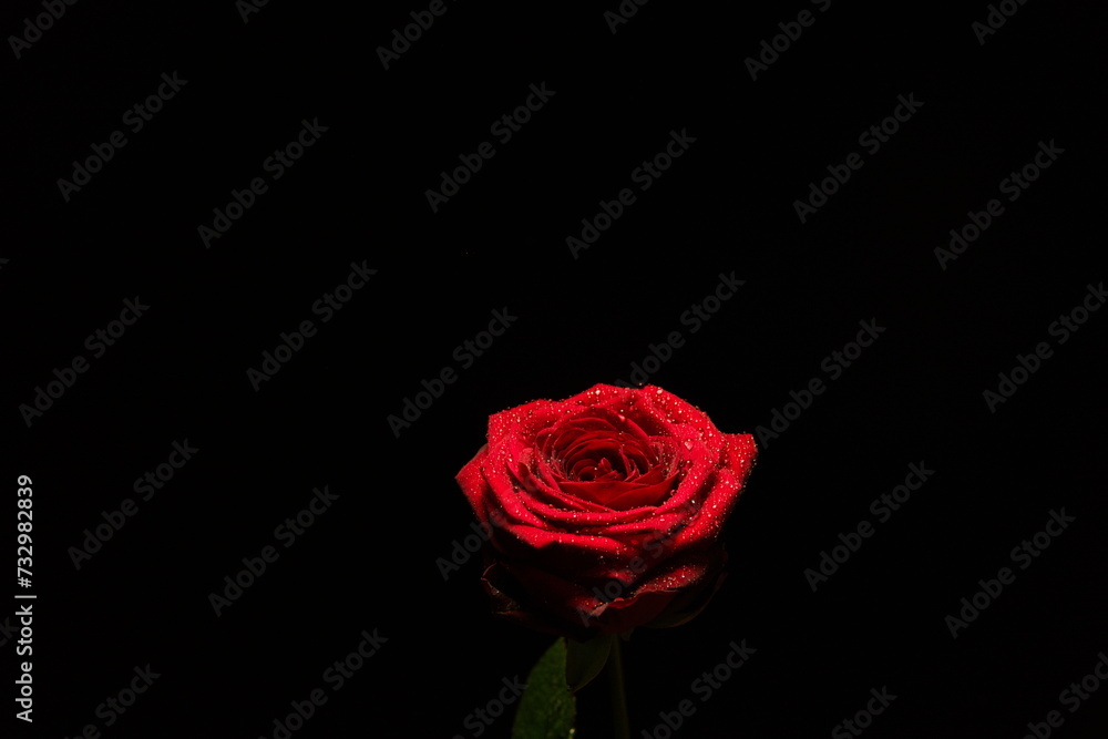 Rose rouge sur fond noir Rose rouge sur fond noir