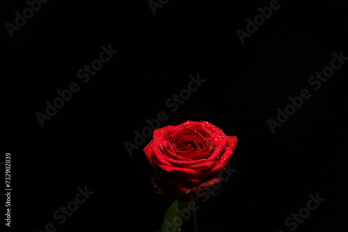 Rose rouge sur fond noir