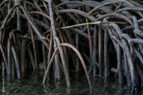 Mangrove trees  belonging to the Rhizophoraceae family  thrive in coastal ecosystems with their unique adaptations. These halophytes feature aerial roots that facilitate oxygen intake.
