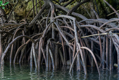 Mangrove trees, belonging to the Rhizophoraceae family, thrive in coastal ecosystems with their unique adaptations. These halophytes feature aerial roots that facilitate oxygen intake. © Francesco