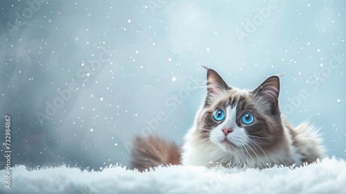 A charming Snowshoe cat against a backdrop of soft powder blue, its unique coat pattern and bright blue eyes reflecting its playful and affectionate nature. © AQ Arts