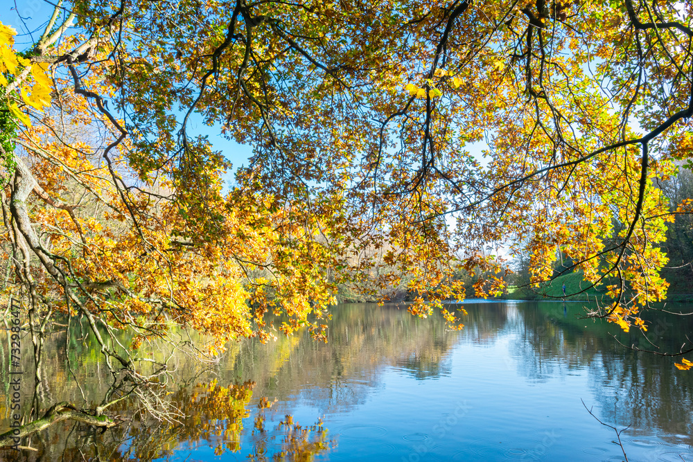 Bright yellow leaves contrast beautifully with the calm waters of a small lake on a sunny day in autumn