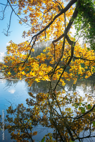 Bright yellow leaves contrast beautifully with the calm waters of a small lake on a sunny day in November.
